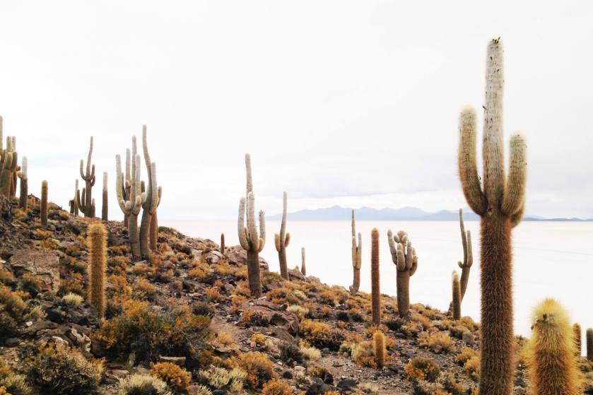 10950659_795720177162839_4786950732966010122_o