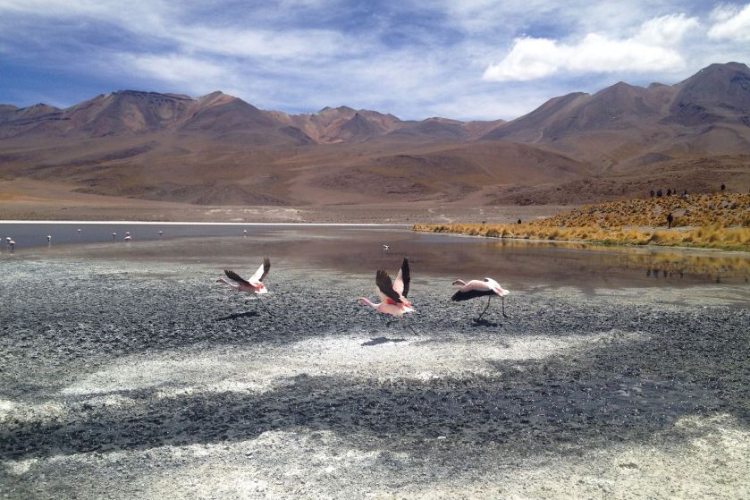 10952350_796526283748895_1913708988693689225_o