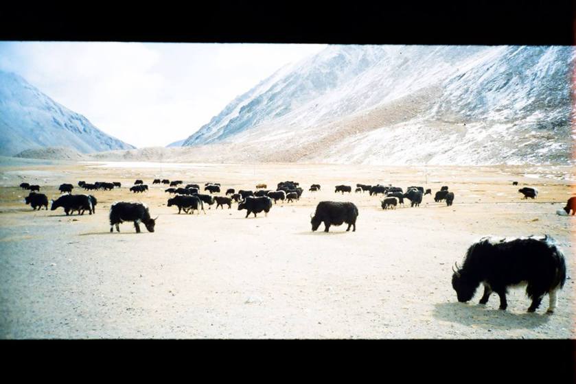 11050830_809564942445029_2381944844744766218_o (1)