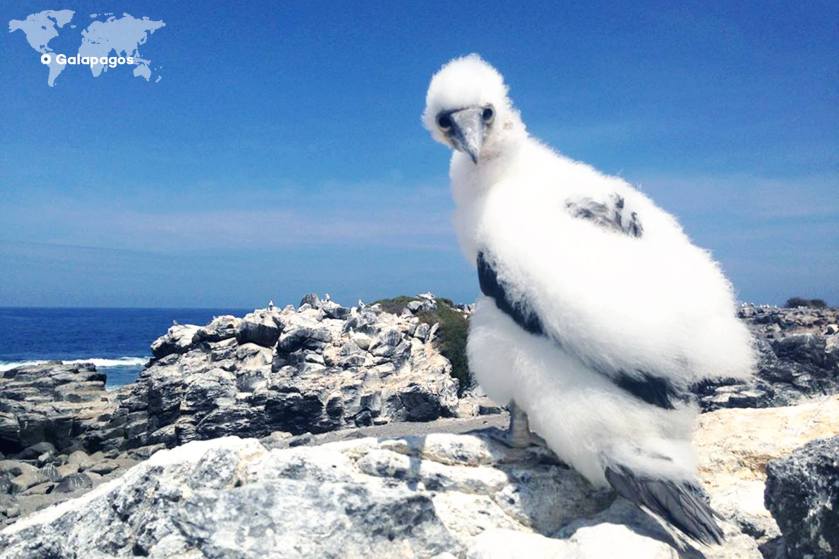 11136161_826255784109278_3420863790658001788_o (1)