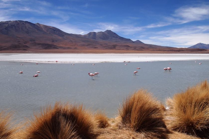 1531805_795717157163141_125108383785042083_o