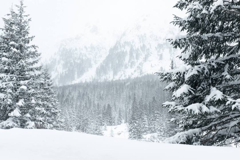 11728743_869270329807823_3882846420124372098_o