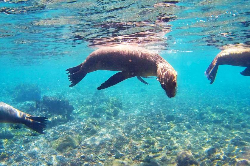 12237967_923285094406346_3339930810695400746_o (1)