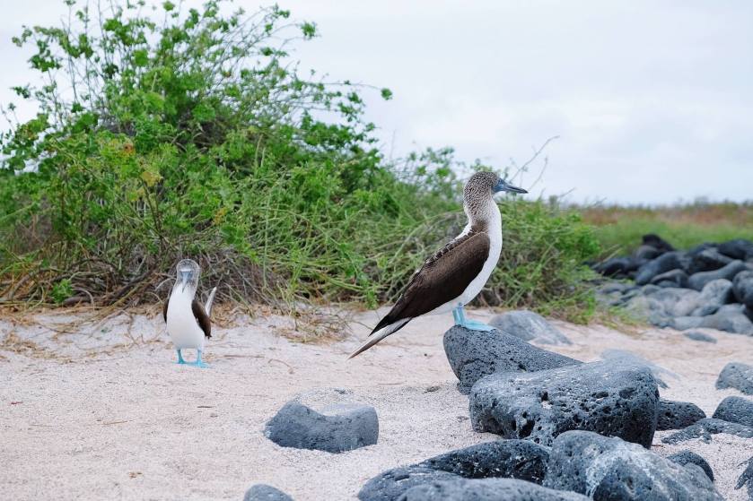 12244400_928867897181399_7372751844461847039_o (1)