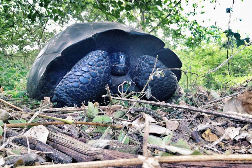 12265738_928870817181107_7540237455427339275_o (1)