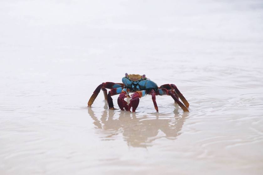 12291129_928866367181552_5718644782357674513_o (1)