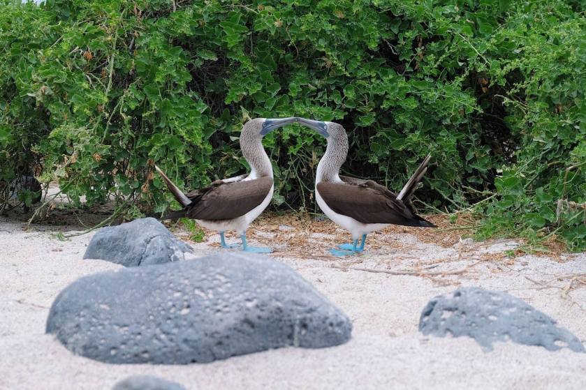 12291284_928868030514719_5982351342182805305_o (1)