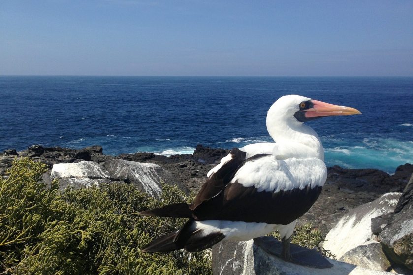 12291288_928869947181194_7929162589197492420_o (1)