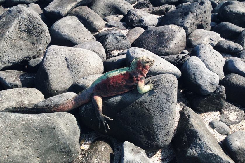 12304444_928870220514500_4652612514197352653_o (1)