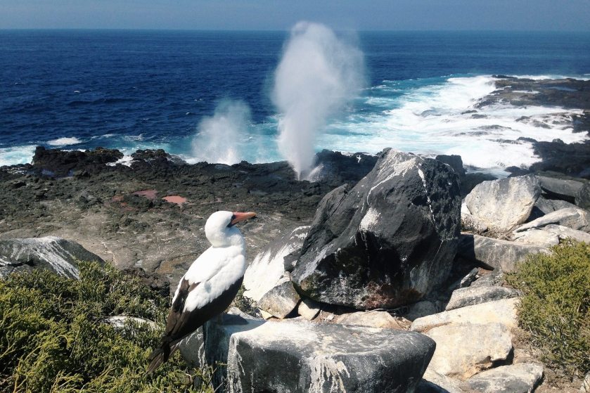 12309961_928869700514552_6377775191951996027_o (1)