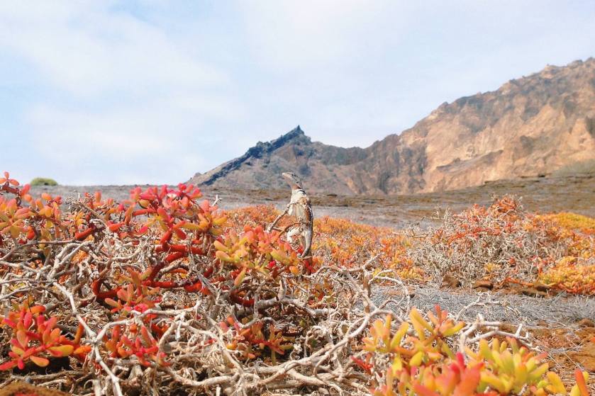 12314415_928868163848039_1178281887699958508_o (1)