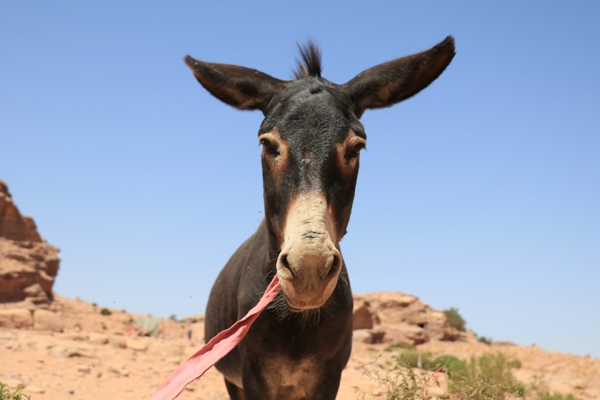 ogik3fev9vw9ylr9ga2-o