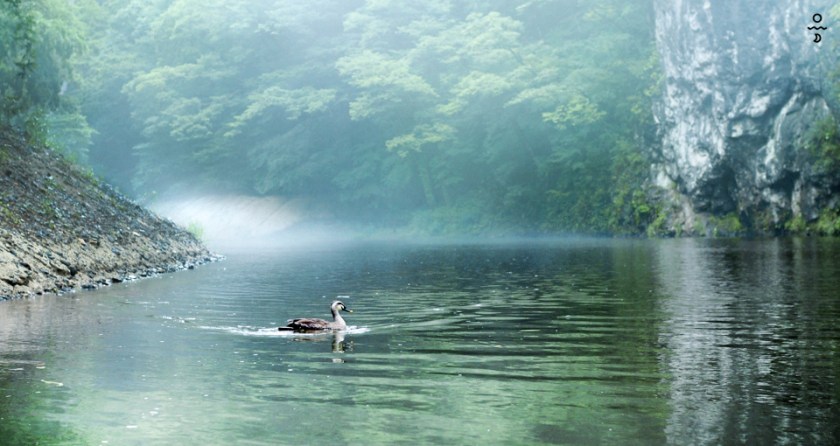 asl japansum 12 copy